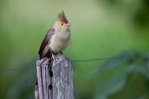 Guira Cuckoo