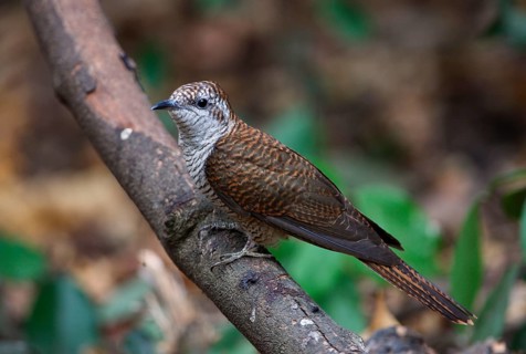 Banded Bay Cuckoo