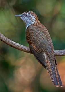 Banded Bay Cuckoo
