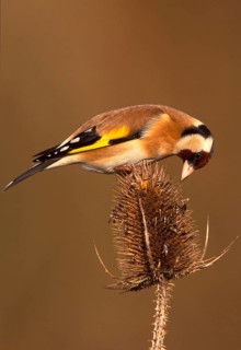 European goldfinch