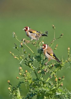 European goldfinch
