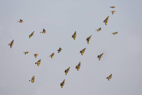 European european goldfinch