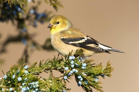 American Goldfinch
