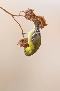American Goldfinch