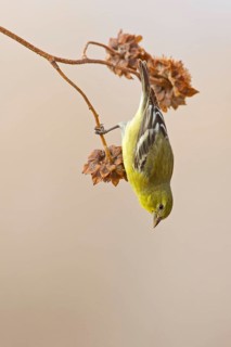 American Goldfinch