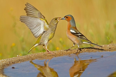 European Greenfinch