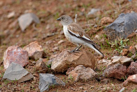 White-winged Snowfinch