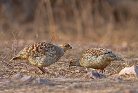 Grey grey francolin