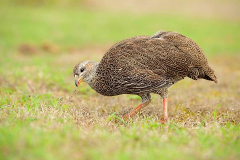 Cape Francolin
