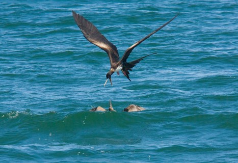 Great Frigatebird
