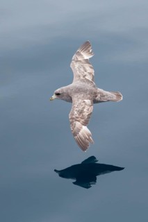 Northern Fulmar