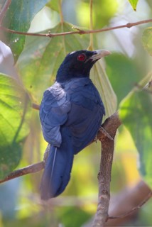 Asian Koel