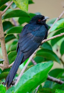 Asian Koel
