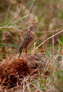 Red-winged Lark