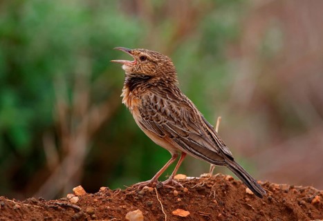 Red-winged Lark