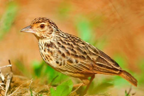 Adult bengal bush lark