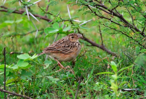 Rufous-winged Lark
