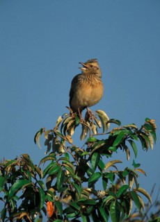 Rufous-naped Lark