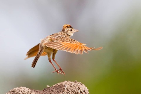 Rufous-naped lark