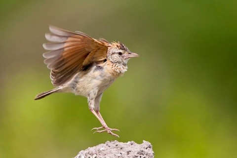 Rufous-naped lark