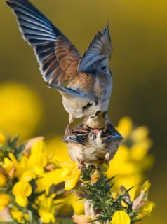 Acanthis cannabina