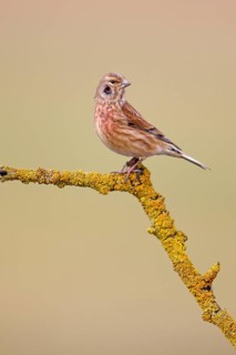 Linnet