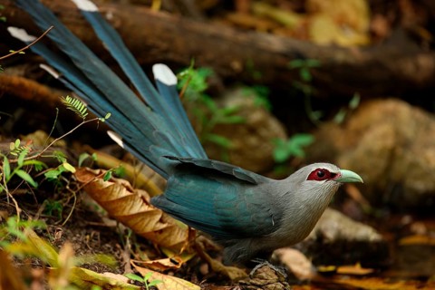 Green-billed Malkoha