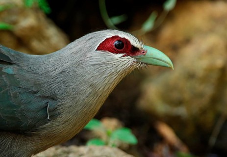 Green-billed Malkoha