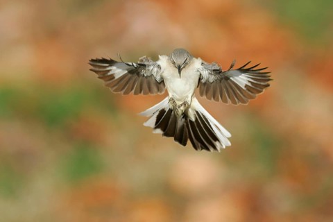 Northern Mockingbird