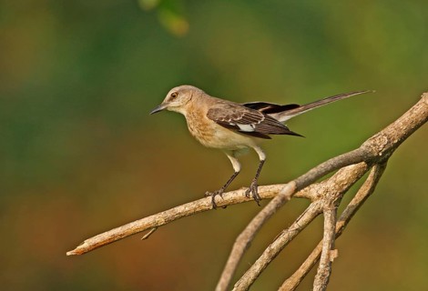 Northern Mockingbird