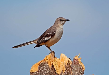 Northern Mockingbird