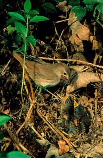 Common nightingale