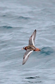 Grey Phalarope
