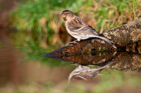 Redpoll
