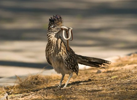 Greater roadrunner