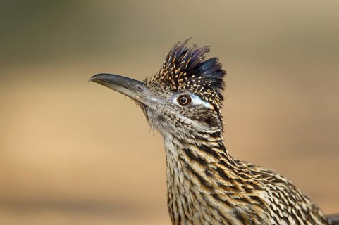 Greater Roadrunner