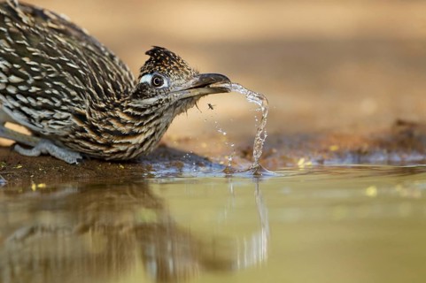 Greater Roadrunner