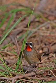 Siberian Rubythroat
