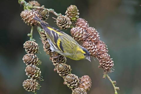 Siskin