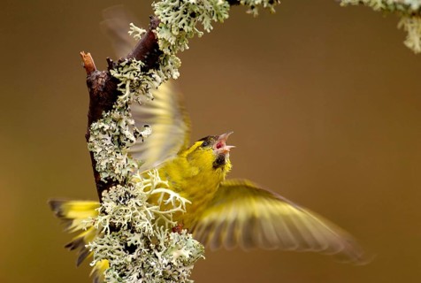 Siskin