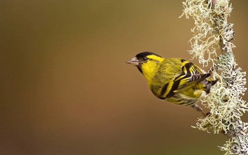 Siskin
