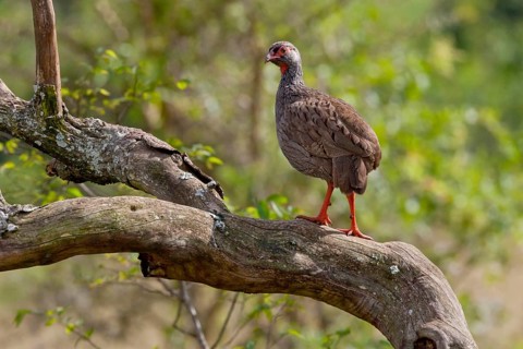Pternistis afer