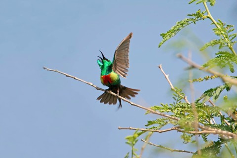 Beautiful Sunbird