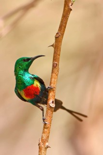 Beautiful Sunbird