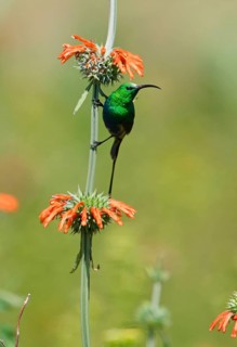 Malachite Sunbird