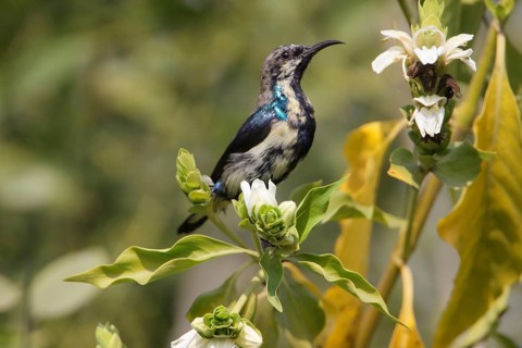 Purple Sunbird