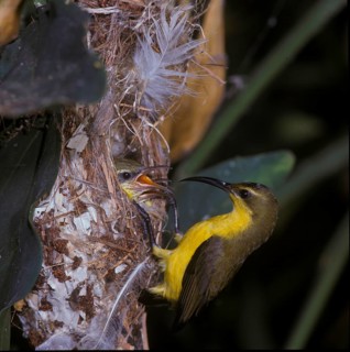 Olive-backed sunbird