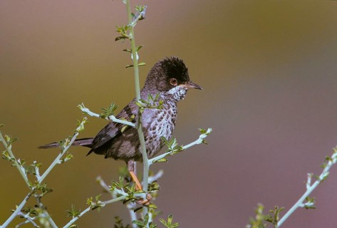 Cyprus warbler