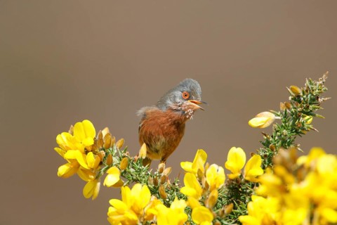 Dartford Warbler