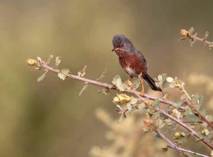 Dartford Warbler